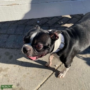 3 year old Boston Terrier (stud) Listing Image