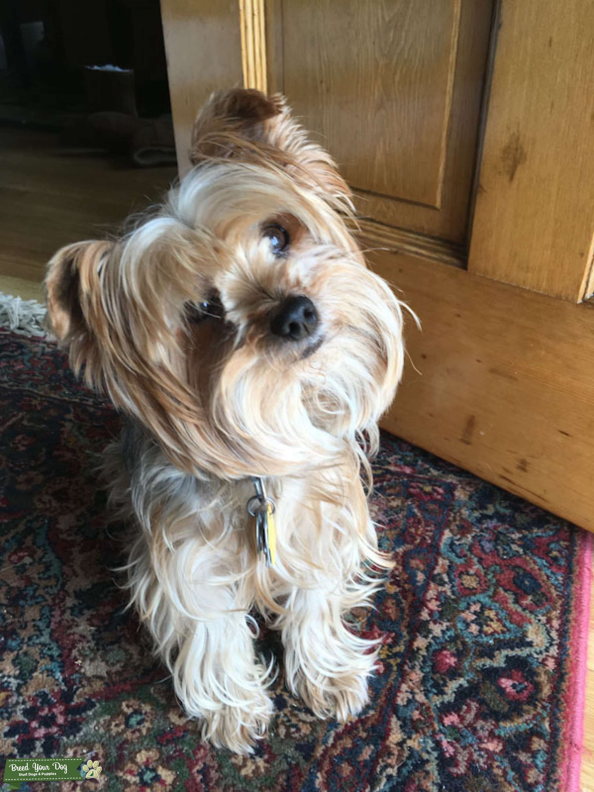 Stud Dog SERVICEDOG LICENSED AKC PEDIGREED YORKIE