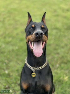 Doberman for Stud Listing Image