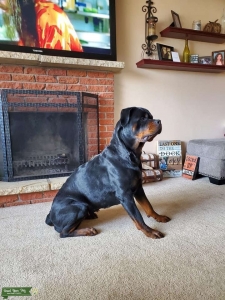 German Rottweiler Listing Image
