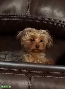 Yorkie looking for stud Listing Image