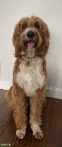 Goldendoodle Male Listing Image