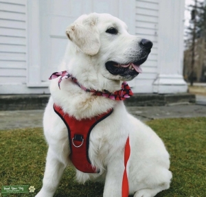 English Cream Golden Retriever Stud - fresh chilled semen Listing Image