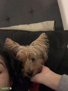 Yorkie Stud  Listing Image