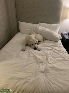 AKC Registered white Labrador Retriever pedigree Listing Image