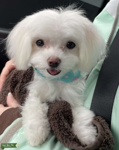 Need small male Maltese for stud Listing Image