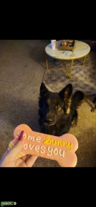 Long haired german shepherd  Listing Image