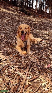 Golden Retriever Stud Listing Image