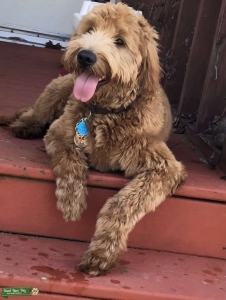 Goldendoodle stud  Listing Image