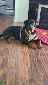 Male Rottweiler  Listing Image
