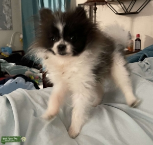 Perfect Teacup Pomeranian Stud Listing Image