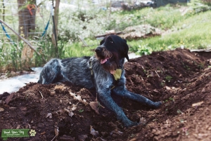 Wirehaired Pointing Griffondor looking to mate.  Listing Image