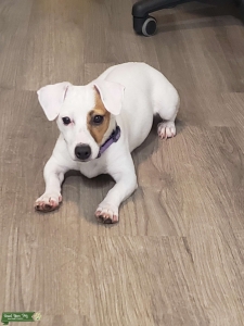 Shorty Jack Russell Female Listing Image