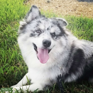 Male Blue Merle Pomsky Listing Image