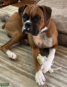 Tan and black boxer Listing Image