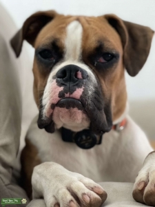 Beautiful female Boxer to breed  Listing Image