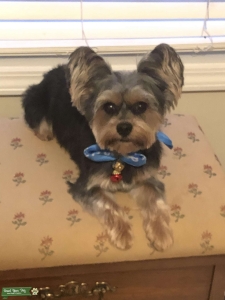 Looking to mate Yorkie Listing Image