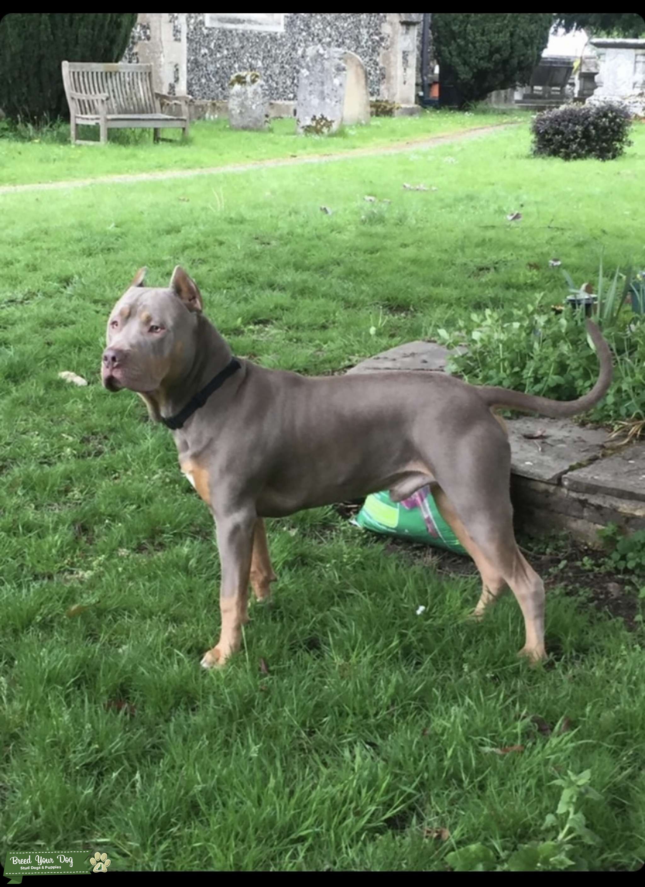 Xl bully for stud Stud Dog