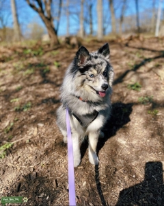 precious blue eyed white,grey and black pomsky  Listing Image