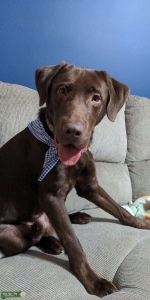 Chocolate Male Labrador Listing Image