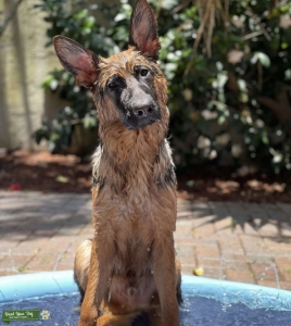 STUD GERMAN SHEPHERD Listing Image