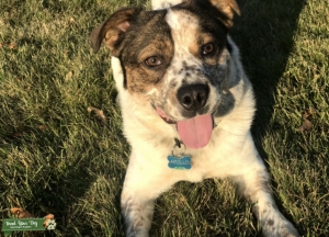 tri colored blue healer mix male Listing Image