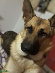 German Shepherd Listing Image