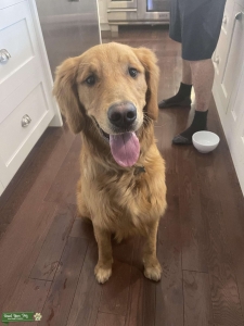 Looking for Female Golden Retriever to Breed With Listing Image