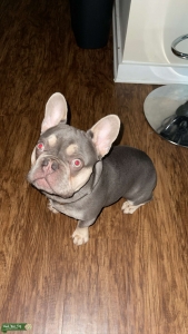 Lilac and Tan French Bulldog Stud Listing Image