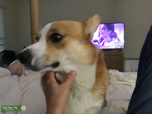 Pembrokeshire Corgi Listing Image