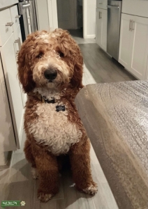 Goldendoodle Listing Image