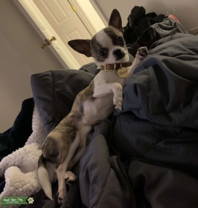Chihuahua stud ready to breed. Listing Image