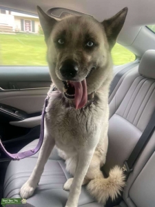 Female husky  Listing Image