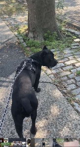 All Black Cane Corso Listing Image