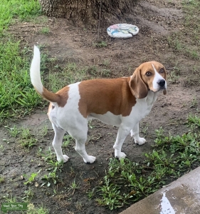 Lemon / Red Beagle  Listing Image