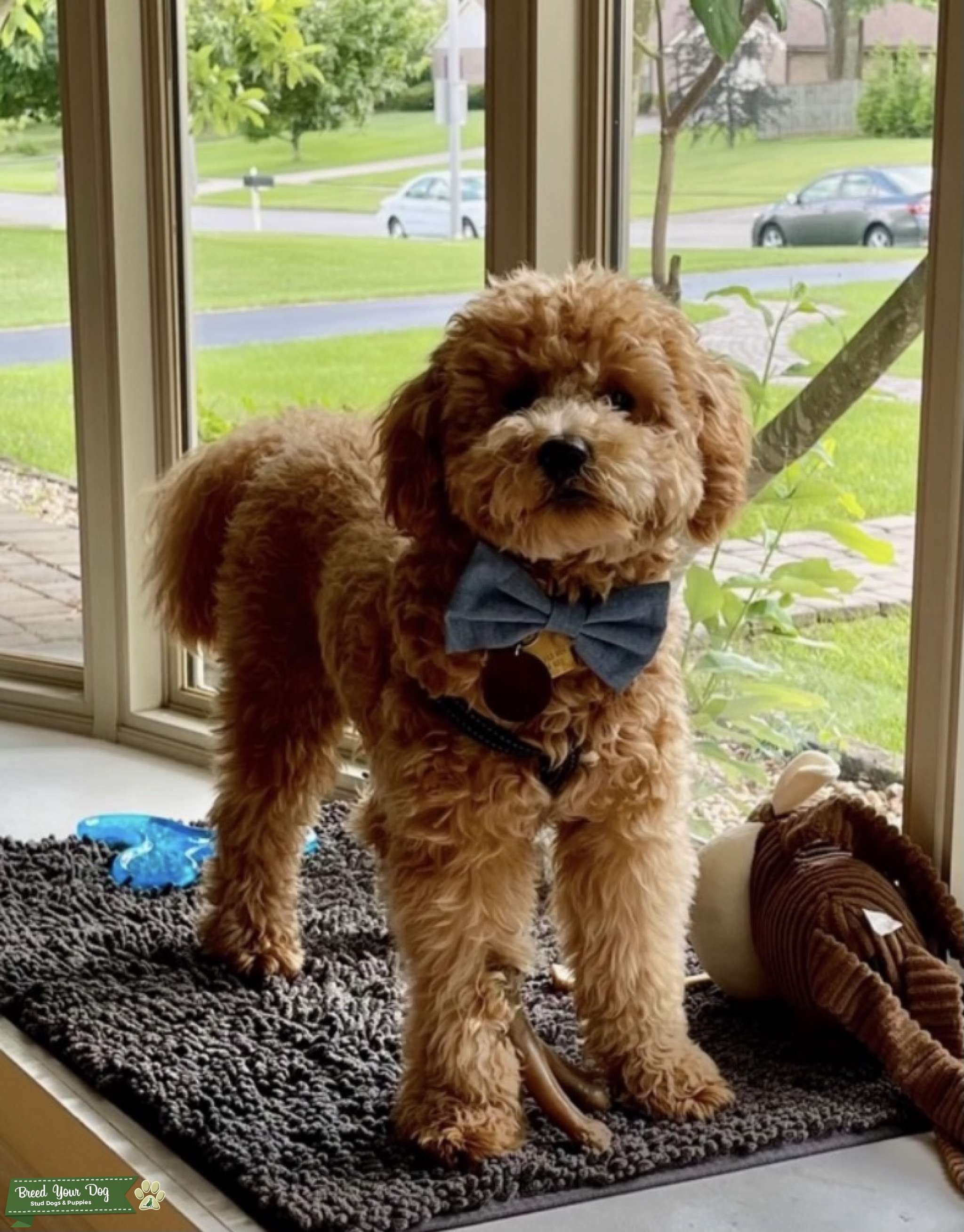 Micro Mini F1B Apricot Goldendoodle Stud Stud Dog in KY, the United