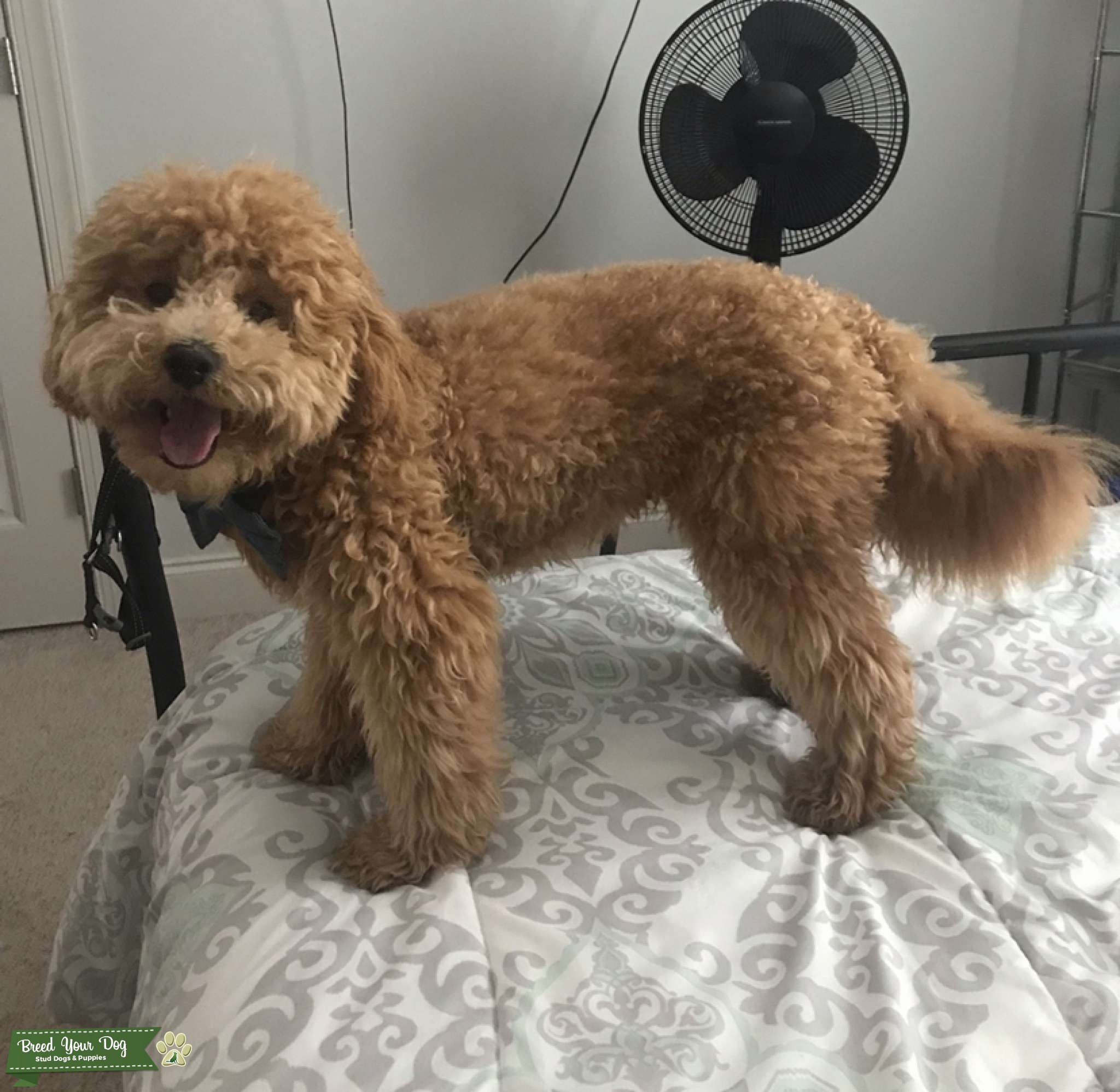 Micro Mini F1B Apricot Goldendoodle Stud Stud Dog in KY, the United
