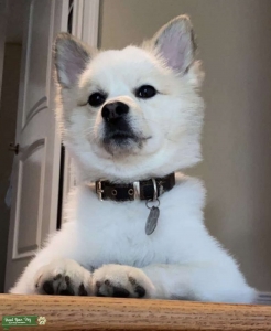 Pomeranian Male Looking for Female Listing Image
