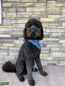 F2 Labradoodle Stud Listing Image