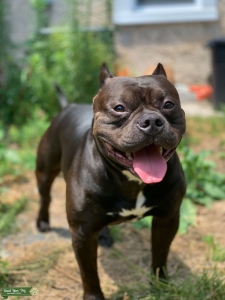 Black American Bully  Listing Image