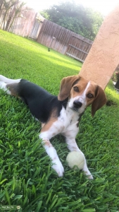 Male Beagle looking to breed Listing Image