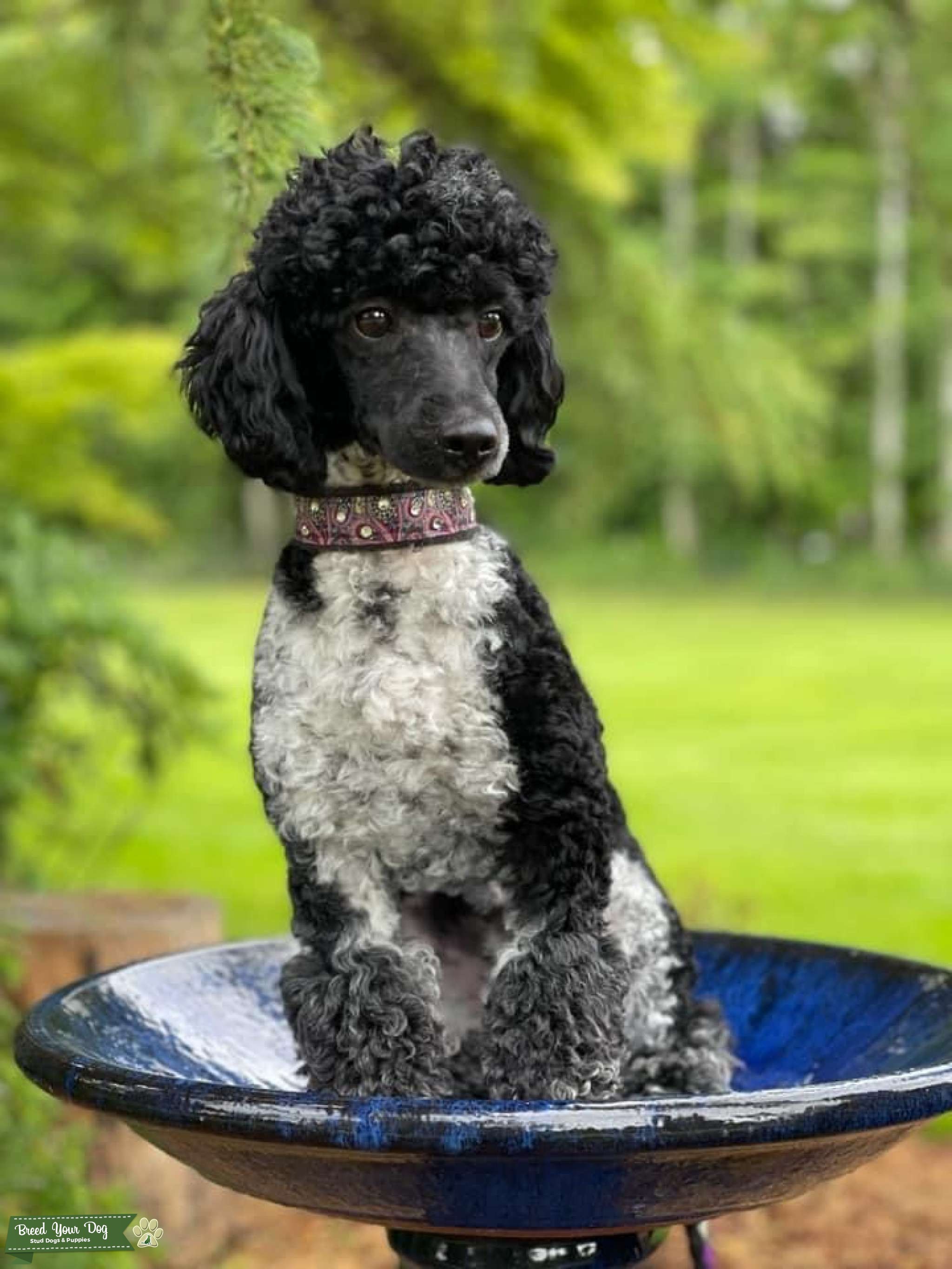 mini parti poodle