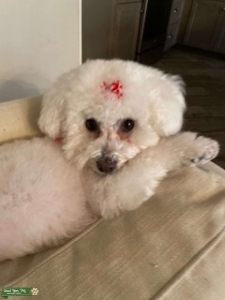Pure-Bred Female Bichon Frise  Listing Image