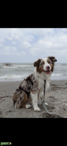 Red Merle Australian Shepherd Listing Image
