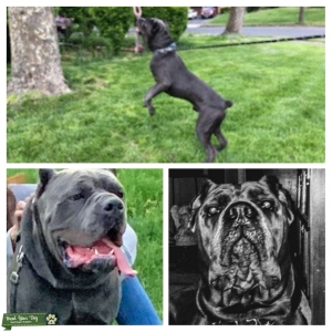 2 year old Shiny Gray, Gray Mask, Muscular Cane Corso Stud Listing Image
