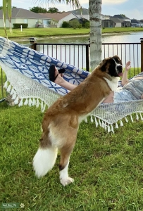 Female Saint Bernard Looking for Stud Service  Listing Image