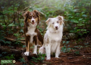 Looking for male Mini Australian Shepherds for studding Listing Image