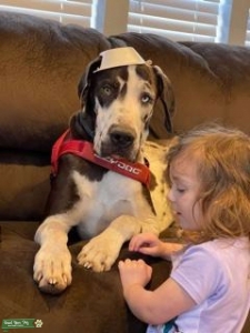 Harlequin Great Dane Listing Image