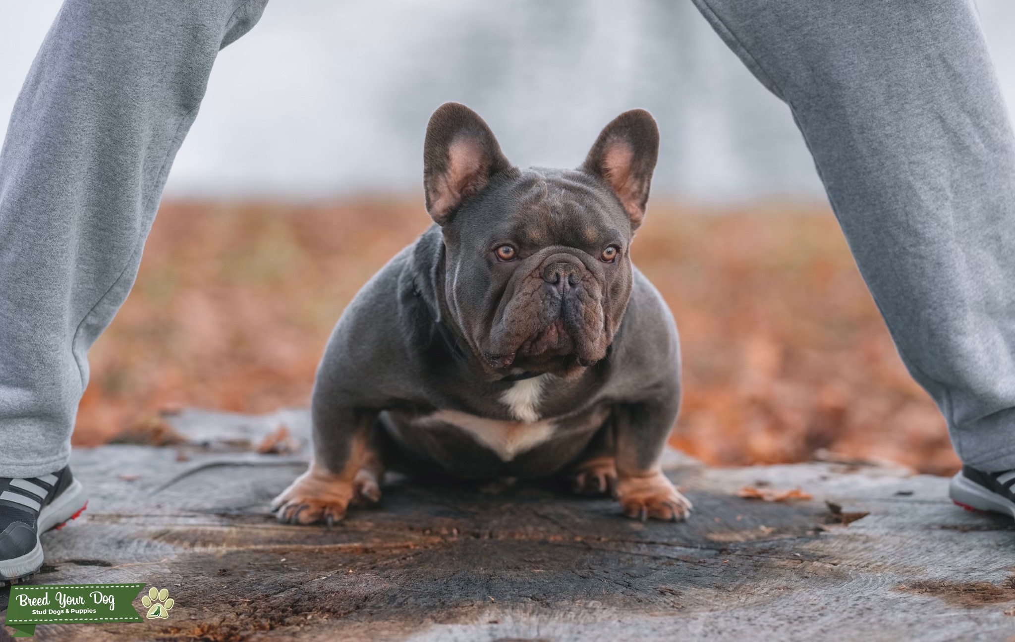 Lilac and tan fluffy carrier Stud Dog in New Jersey, the United