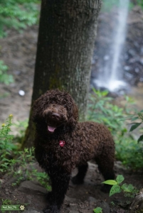 Chocolate Goldendoodle for Stud Service  Listing Image